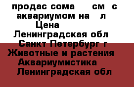 продас сома ( 35см) с аквариумом на 70л › Цена ­ 3 000 - Ленинградская обл., Санкт-Петербург г. Животные и растения » Аквариумистика   . Ленинградская обл.